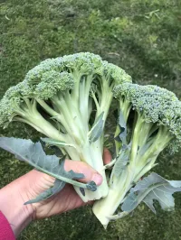 Broccoli Waltham – Image 1
