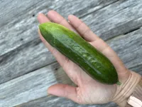 Cucumber Beit Alpha – Image 1