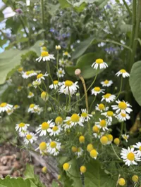 Chamomile – Image 1
