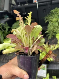 Lettuce mix  – Image 1