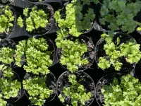 Parsley Moss Curled  – Image 1