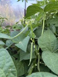 Bean Bush Strike – Image 1