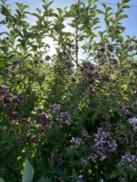 Oregano vulgare – Image 1