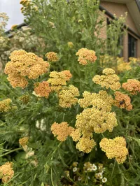 Achillea ‘Terracotta’ Yarrow  – Image 1