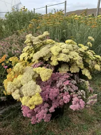 Achillea 'Moonshine' Yarrow – Image 2