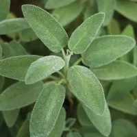 Sage  – Image 1