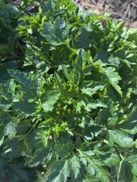 Parsley Italian Improved  – Image 1
