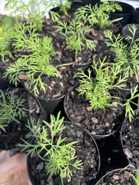 Dill – Image 1