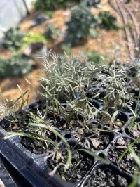 Fennel Bronze Smokey – Image 2