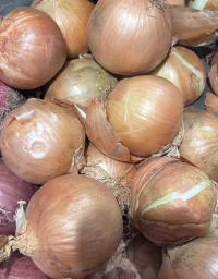 Onion Brown Spanish  – Image 1