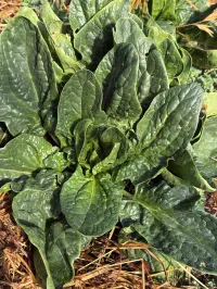 Spinach VNS – Image 1