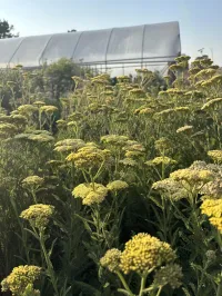 Achillea 'Moonshine' Yarrow – Image 1