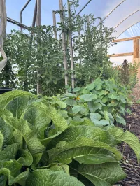 Comfrey  – Image 2