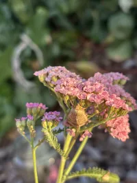 Achillea - Pink Yarrow – Image 1
