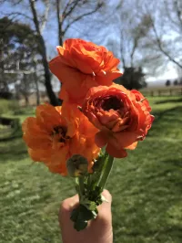 Double Italian Ranunculus - Named Varieties  – Image 2