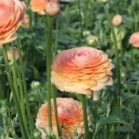 Double Italian Ranunculus - Named Varieties  – Image 3