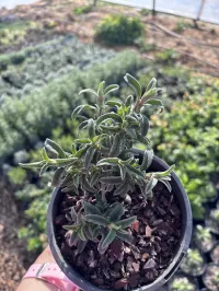 Cistus ‘Greyswood Pink’ – Image 1