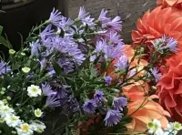 Aster - Easter Daisy Purple – Image 1