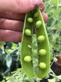 Peas - Sugar Bon – Image 2