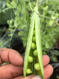 Peas - Sugar Bon – Image 1