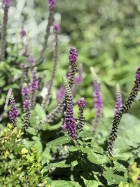 Teucrium hircanicum ‘Purple Tails’  – Image 2
