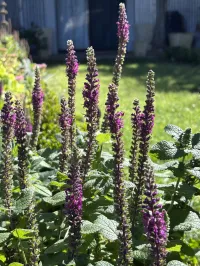 Teucrium hircanicum ‘Purple Tails’  – Image 1