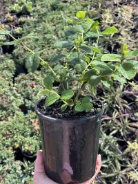 Lonicera fragrantissima - Winter honeysuckle – Image 1