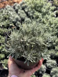Curry Plant – Image 2