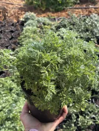 Artemisia – Powis Castle Wormwood – Image 2