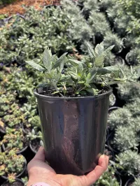 Teucrium fruticans  – Image 2