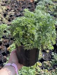 Artemisia – Powis Castle Wormwood – Image 1