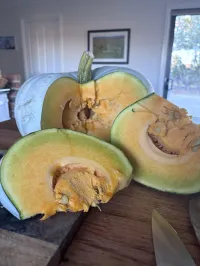 Pumpkin Queensland blue – Image 1