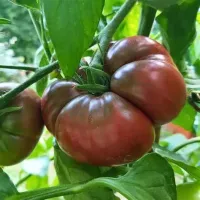 Tomato Black Krim – Image 1
