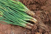 Spring Onion – Image 1