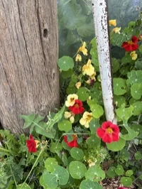 Nasturtium mix – Image 1