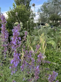Cat mint Nepeta "Six hill giant" – Image 2