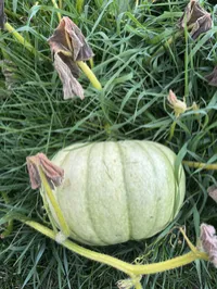 Pumpkin Jarrahdale – Image 1