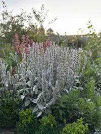 Stachys byzantina ‘Lamb’s Ears’ – Image 1
