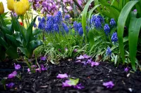 Mulching (Yearly) – Image 1