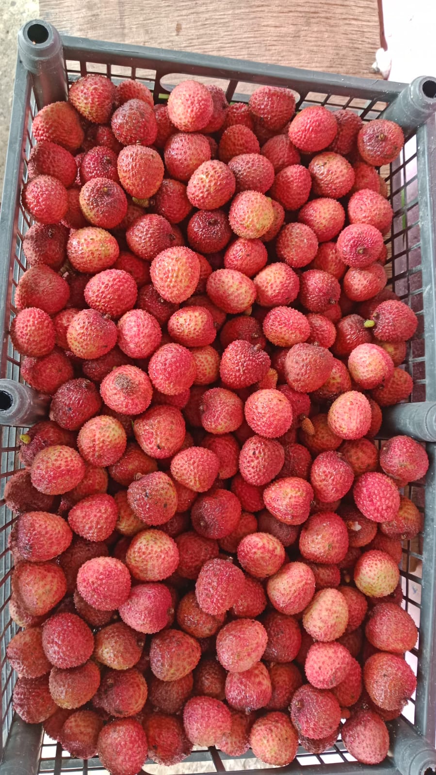 Lichi – Image 1