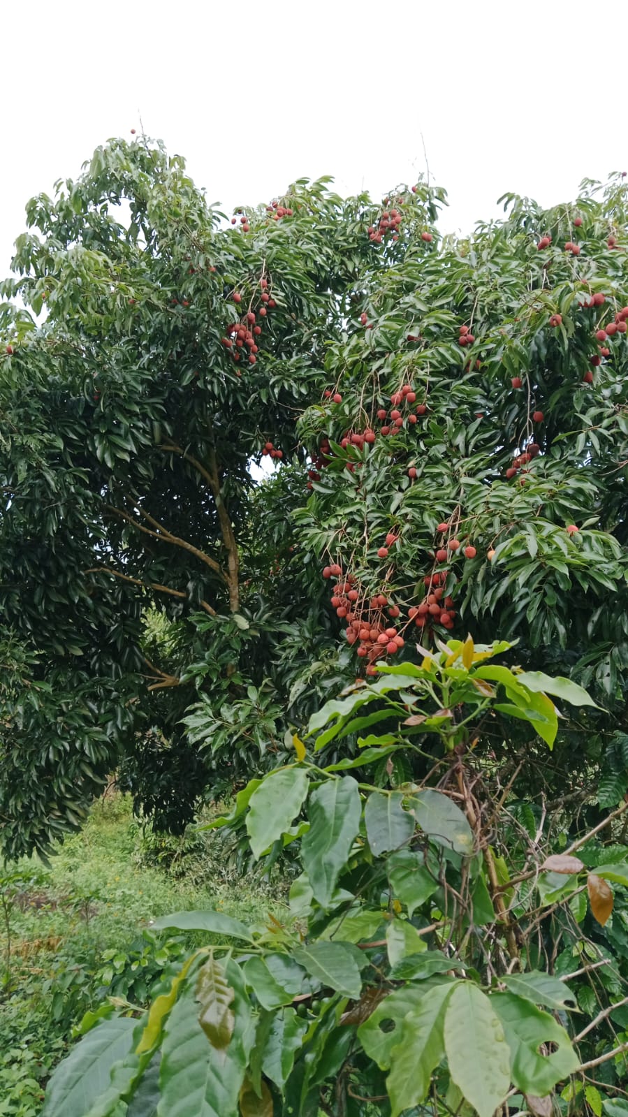 Lichi – Image 2