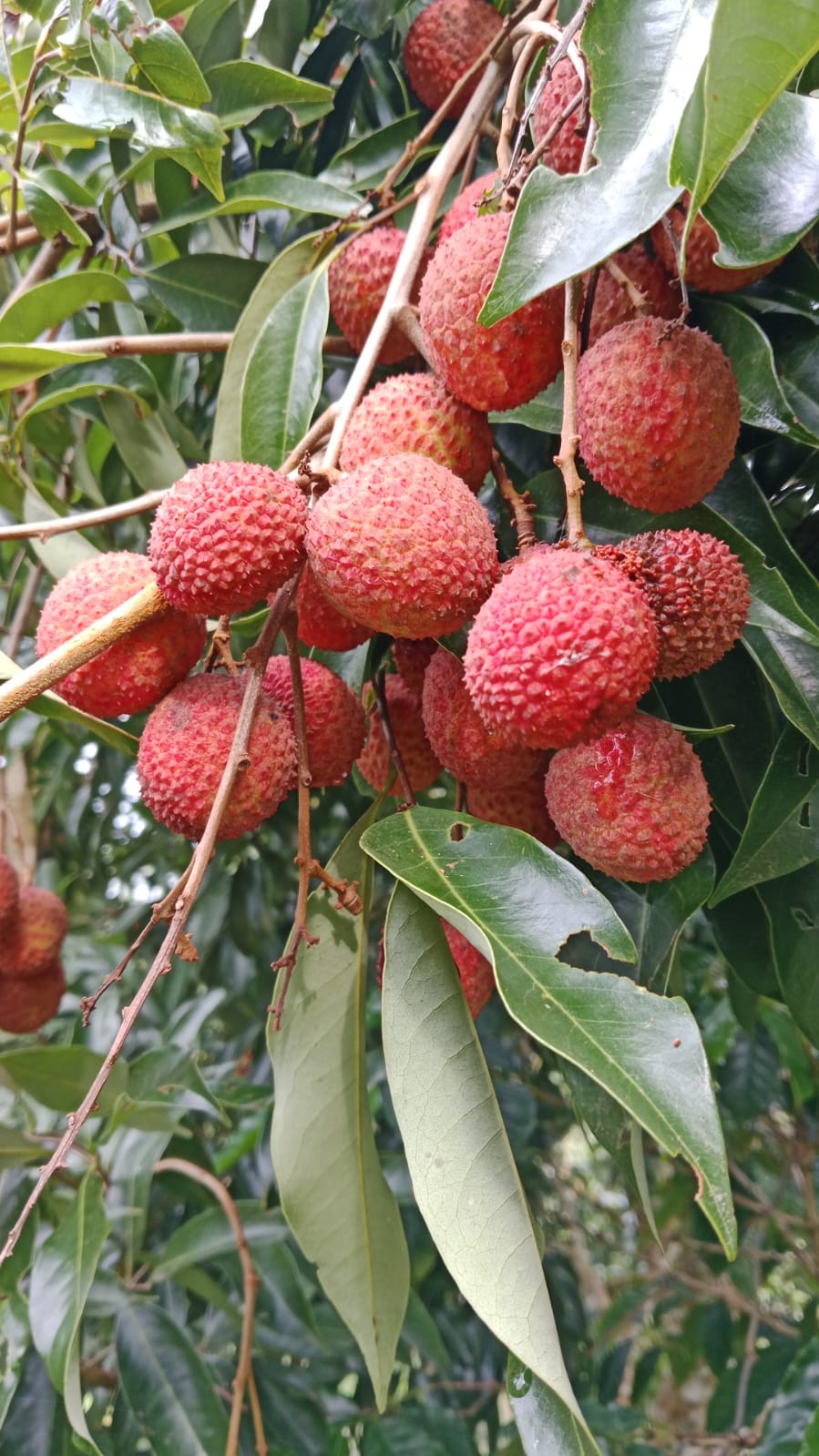Lichi – Image 3
