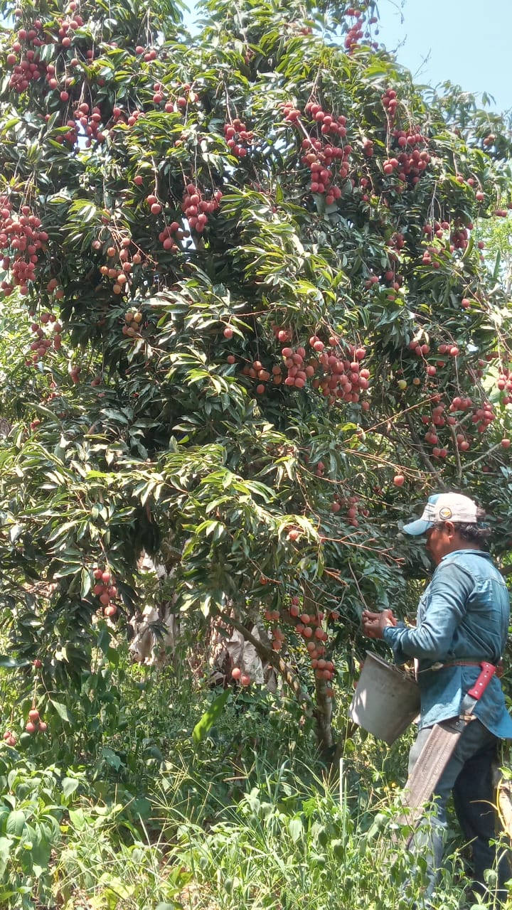 Lichi – Image 4