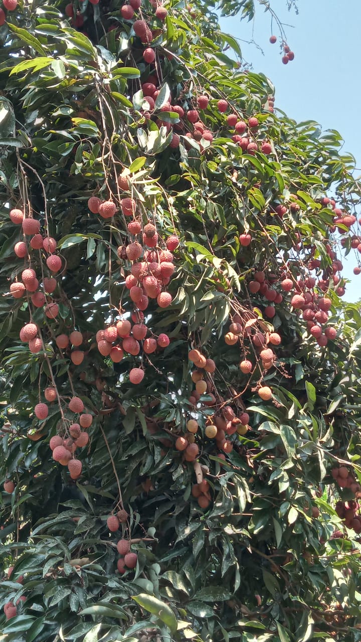 Lichi – Image 5