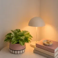  Vaso Cocò "Collezione Rìbelli" – Immagine 5
