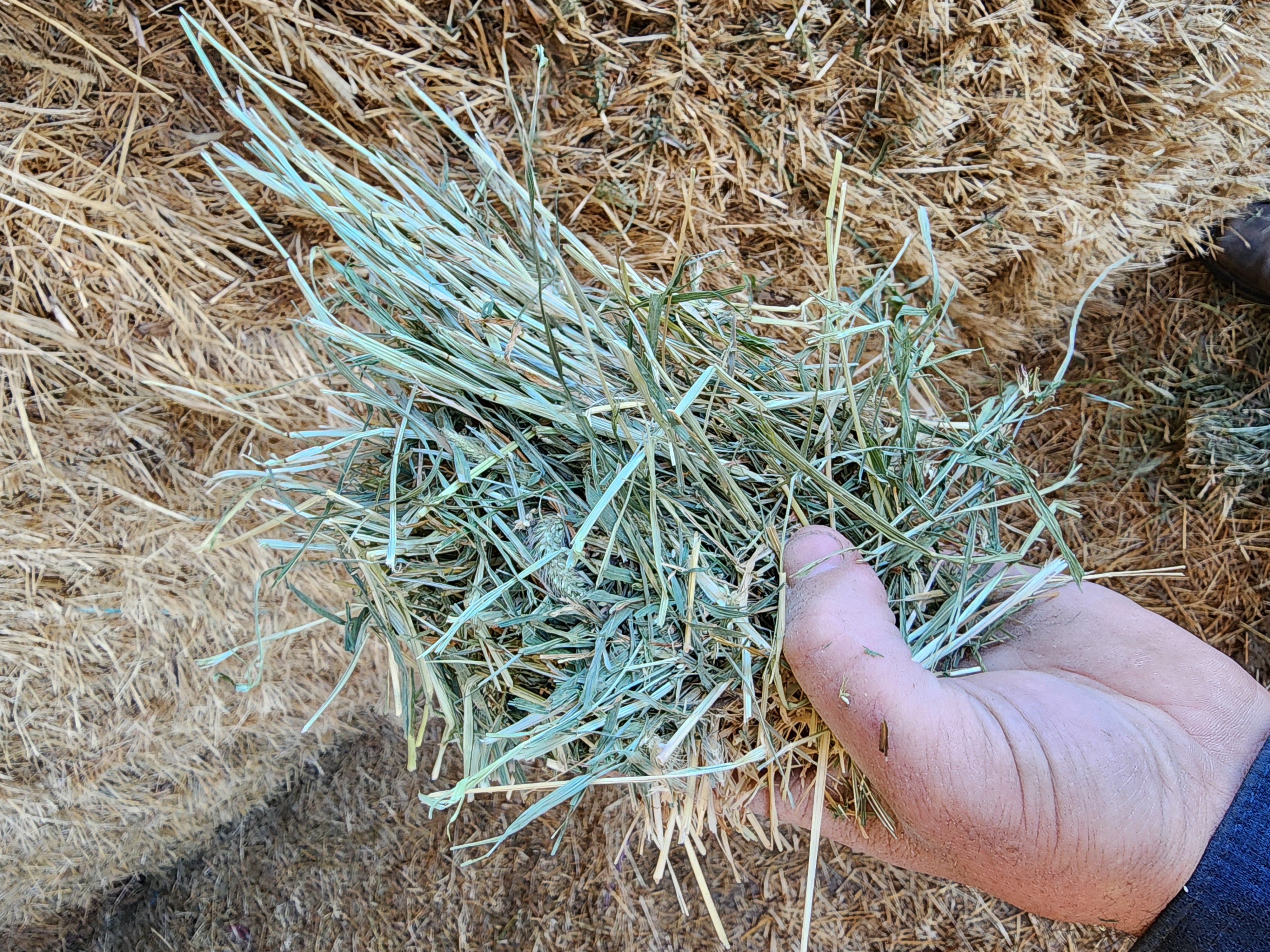 Pre-Order - Teff Grass - Large Square Bales – Image 3