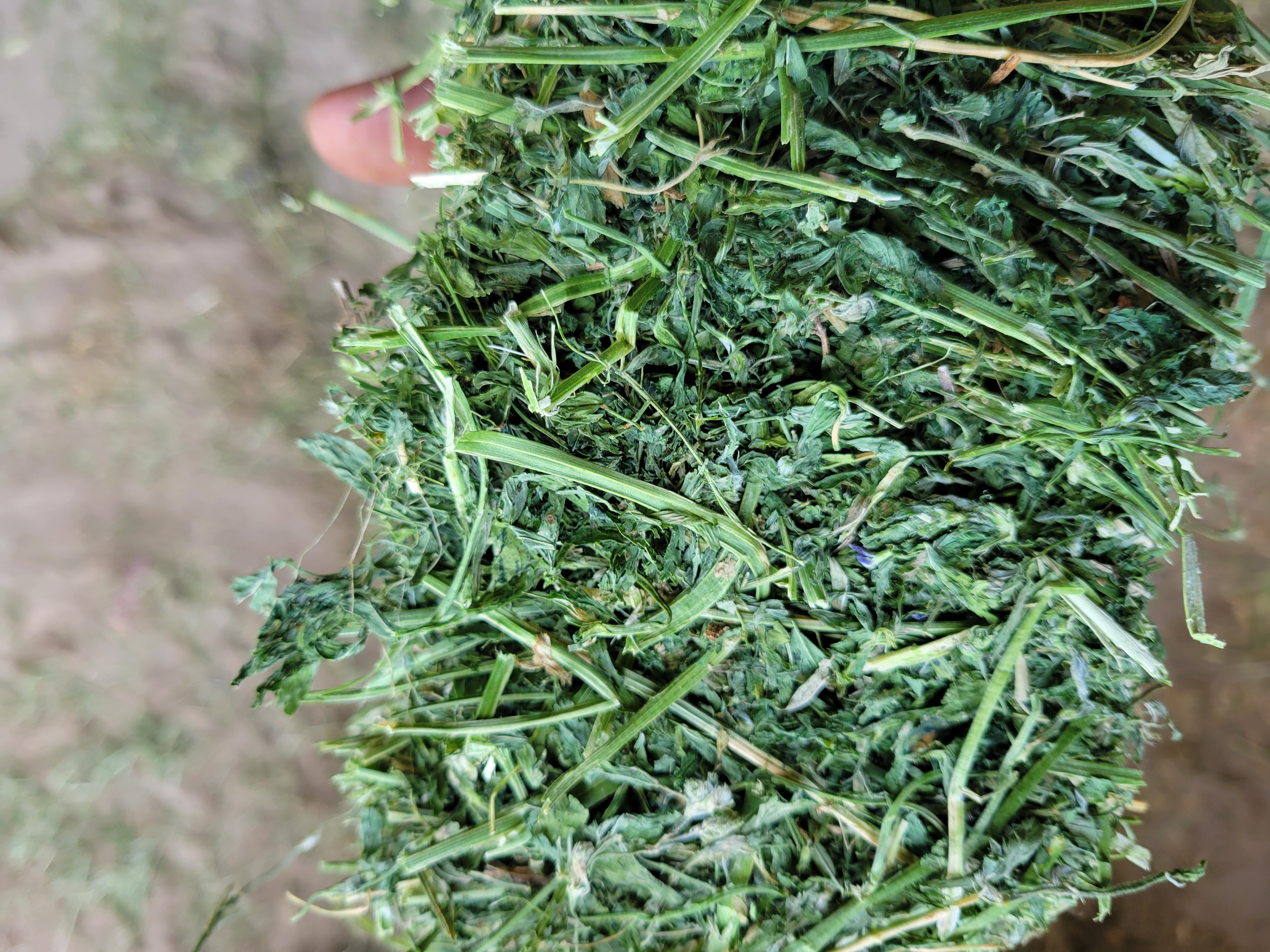 Pre Order Alfalfa - Small Squares – Image 1