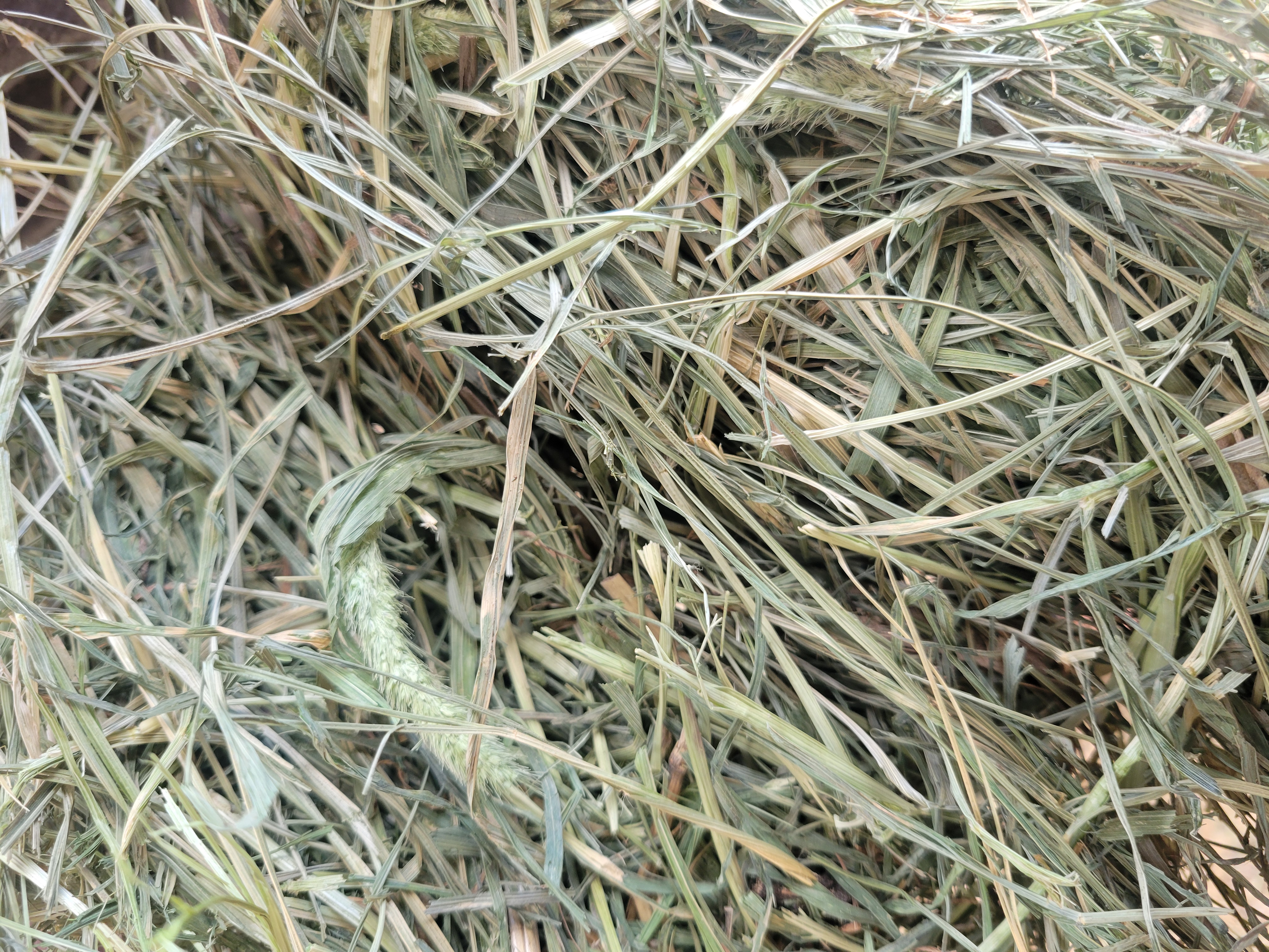 Pre-Order - Teff Grass - Large Square Bales – Image 2