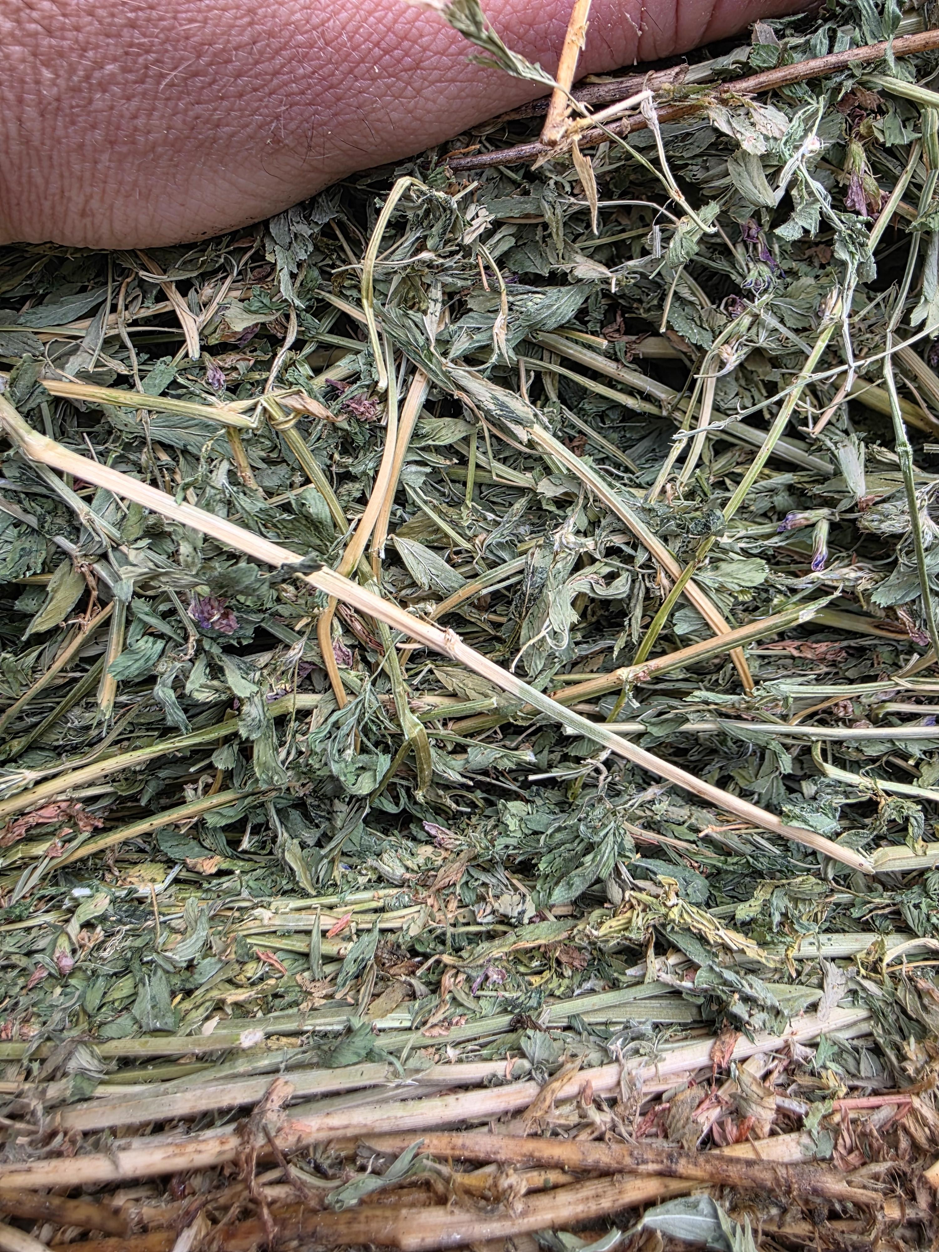 107 Alfalfa Rounds Great Bales – Image 1