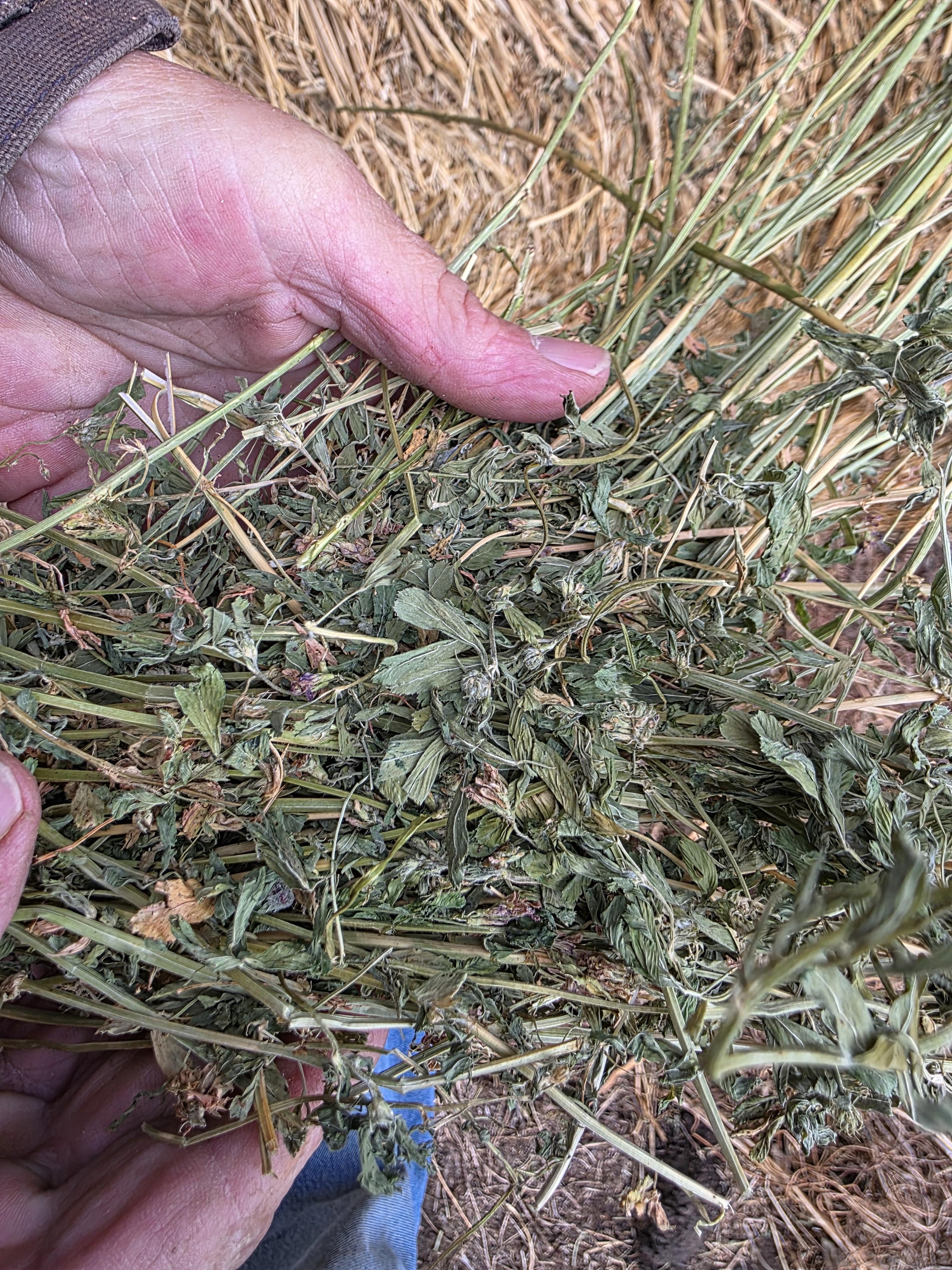 107 Alfalfa Rounds Great Bales – Image 7